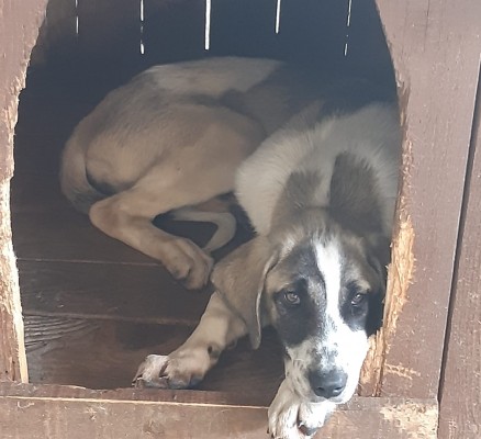Çoban Köpeği Melezi